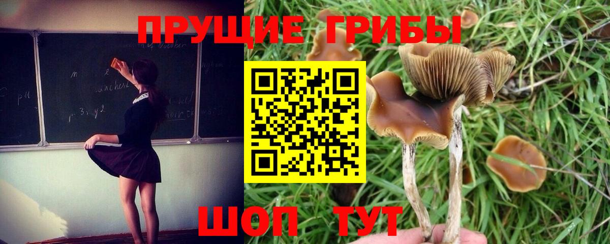 Псилоцибиновые грибы Psilocybe Усть-Кут